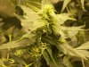 bigbudmike-albums-first-grow-picture87305-101-0755.jpg