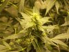 bigbudmike-albums-first-grow-picture87304-101-0754.jpg