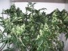 bigbudmike-albums-first-grow-picture88636-101-0822.jpg