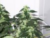 bigbudmike-albums-first-grow-picture88635-101-0821.jpg