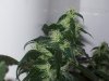 bigbudmike-albums-first-grow-picture88634-101-0820.jpg