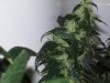 bigbudmike-albums-first-grow-picture88633-101-0819.jpg