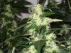 bigbudmike-albums-first-grow-picture88632-101-0818.jpg