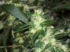 bigbudmike-albums-first-grow-picture88631-101-0817.jpg