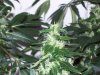 bigbudmike-albums-first-grow-picture88630-101-0815.jpg