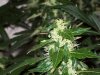 bigbudmike-albums-first-grow-picture88628-101-0814.jpg