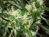 bigbudmike-albums-first-grow-picture88627-101-0813.jpg