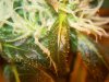 bigbudmike-albums-first-grow-picture88625-101-0802.jpg