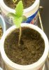 sproutlings 3.jpg