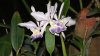 Blue Orchids.jpg