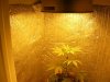 polishpothead-albums-my-gal-picture96456-moved-plant-closer-light-now.jpg