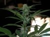 polishpothead-albums-my-gal-picture98075-sany0048.jpg