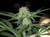 polishpothead-albums-my-gal-picture98076-sany0050.jpg