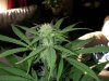 polishpothead-albums-my-gal-picture98077-sany0052.jpg