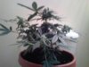 jowisema-albums-pics-picture104242-11810-still-24-days-flowering.jpg