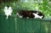 spottle-sleeping-on-fence.jpg