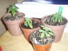 new clones and seedlings 017.jpg
