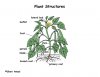 Plant_diagram72.jpg