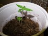 grow 015.jpg
