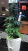 lanerblaze-222281-albums-first-time-grow-bagseed-picture926978-9-weeks-into-flowering.jpg
