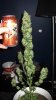 lanerblaze-222281-albums-first-time-grow-bagseed-picture926975-9-weeks-into-flowering.jpg