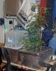 jsgamber-201548-albums-first-grow-perpetual-scrog-ette-dwc-1x250wmh-2x400whps-picture968251-cimg.jpg
