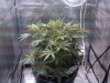 williac76-250932-albums-first-time-grow-60-day-wonder-picture1006623-wow-37-days-old.jpg
