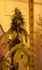 BAG SEED UNKNOWN 21 INCHES TALL 5TH WEEK FLOWER.jpg