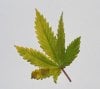 leaf cal mag phos.jpg