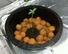 first-sprout-1.jpg