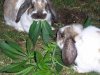 rabbits-eating-pot.jpg