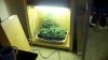 Durban Poison, Northern Lights, Sour Bubble, Pre-98, Maui Wowie- Day 1.jpg