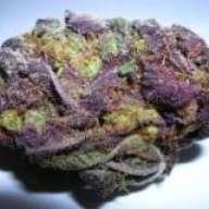 purplebibble