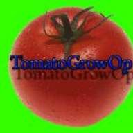 tomatogrowop