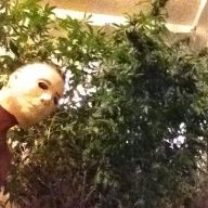 mike myers mask