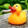 Smoking Duck