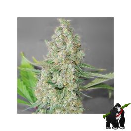 www.gorilla-cannabis-seeds.co.uk