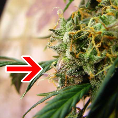 The swollen calyx on this marijuana bud is hiding a seed inside. It's just about to burst out!