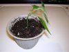 DSCN3509.jpg