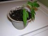 DSCN3510.jpg