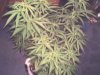 DSC00002.JPG