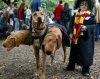 3 headed dog halloween.jpg