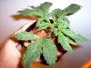 og 3 weeks 004.jpg
