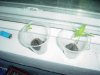 plants 002.jpg