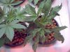 new crop 3.5 weeks 005.jpg