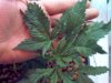 new grow 3.5 weeks 008.jpg