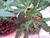 new grow 3.5 weeks 010.jpg