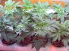 new grow 3.5 weeks 007.jpg