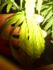 Wilting Leaf.JPG