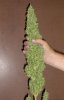 white_widow1.jpg